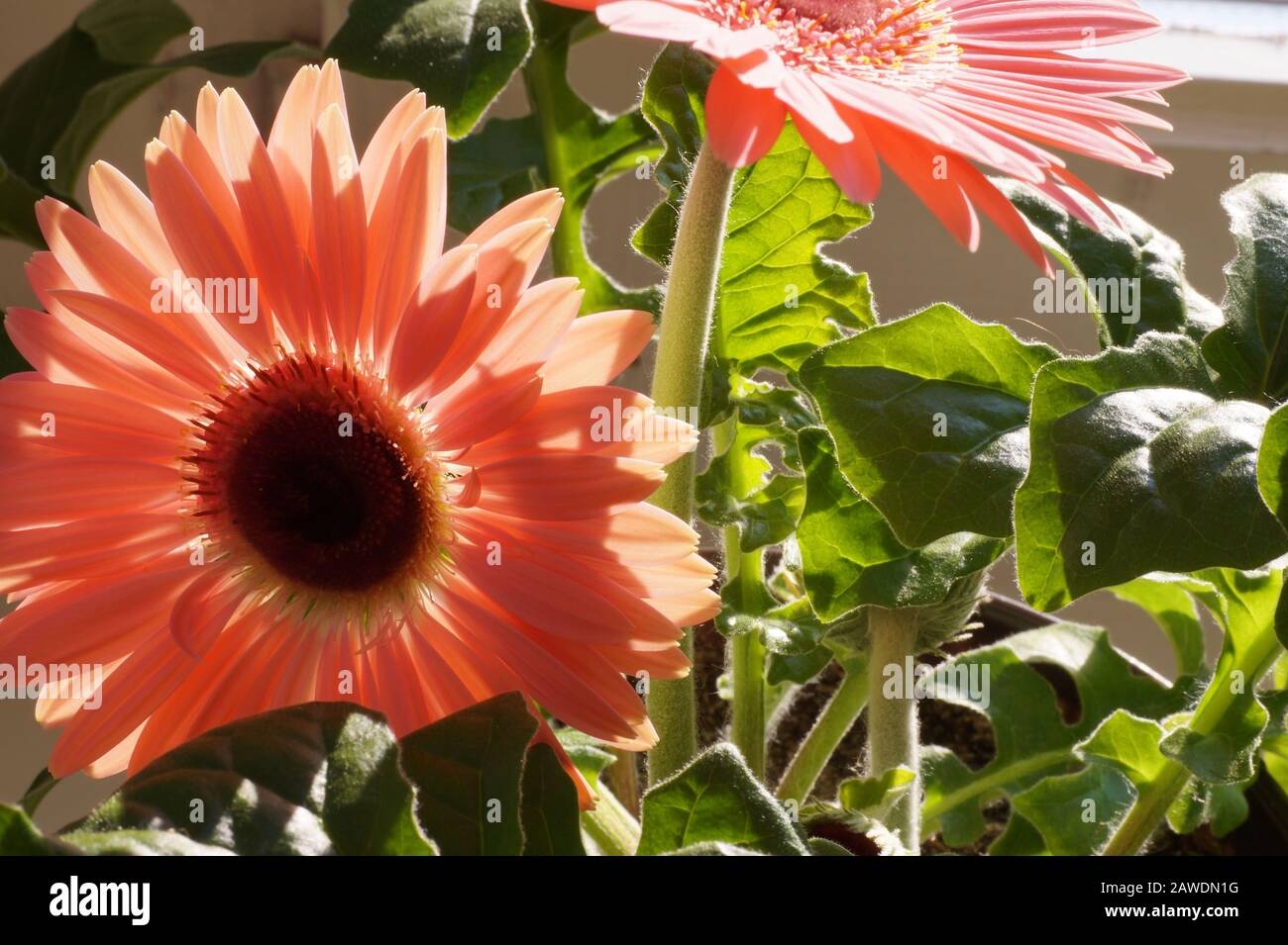 Sonnenblumen in einem Topf. Frühlingsblüte. Stockfoto
