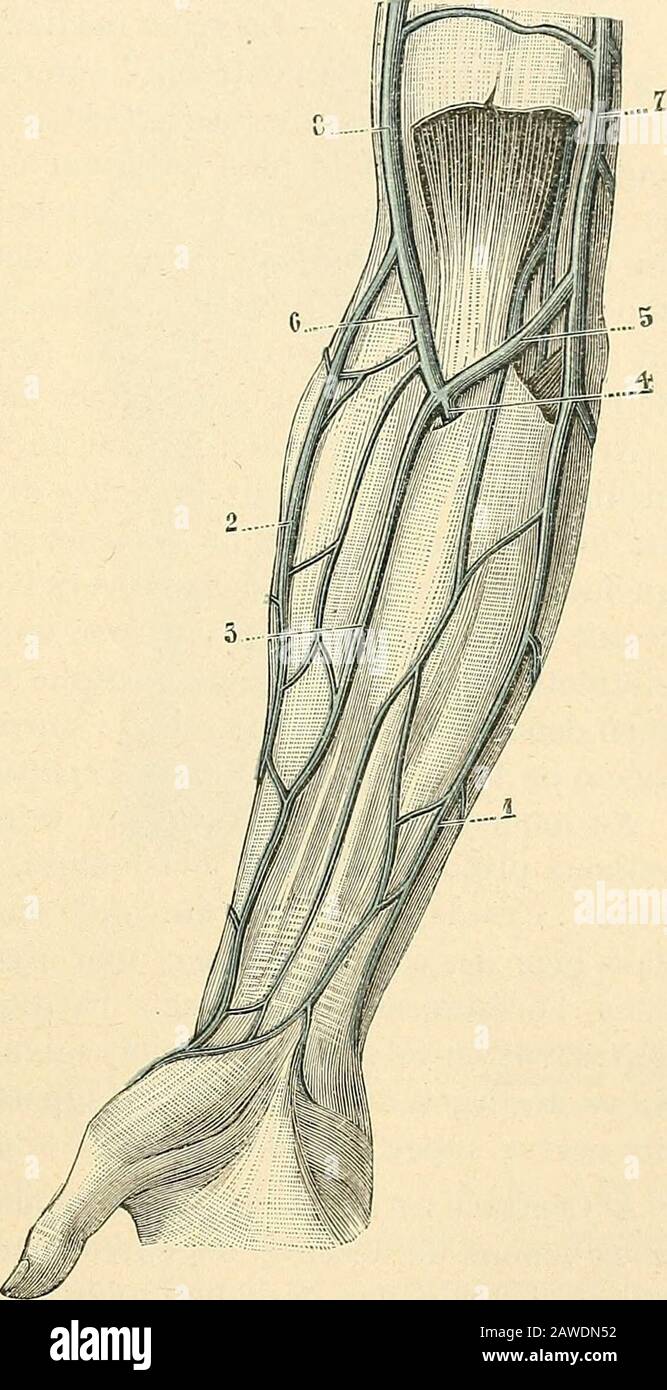 Traite D Anatomie Humaine Larcadedorsale Contourne Elle Aussi Darriereen Avant Le Bord Radial Du Poignet Pourgagner La Face Anterieure De Lavant Bras Oi Elle Prand Le Nom De Mediane B Veines Superficielles De Lavant Bhs