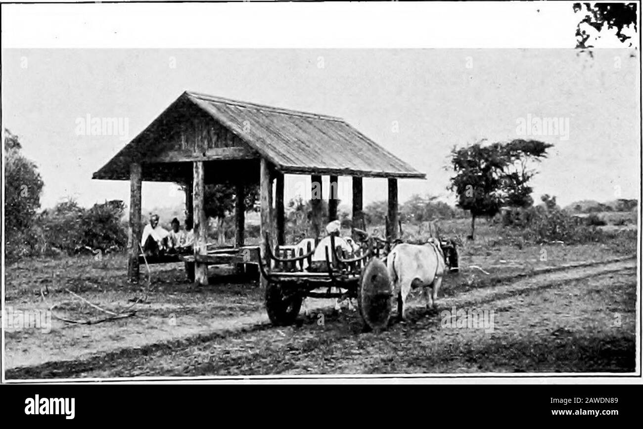 Birma. Dard. Die Landstraßen sind lediglich die von den Karren angefertigten Gleise. Da sich die Schräglöckchen in der Reihe der Räder bewegen, ist die Straße so weit befahrbar, bis die Schräge so tief ist, dass das Achsenbett den Erdhügel in der Mitte schabt. Dann wird der Zahnstange für einen nach rechts oder links abgebrochen. Das gleiche passiert, wenn die Straße zu schwer ist oder wenn ein Baum darüber fällt. Im Reisland wird das Getreide über die Felder gekeltert. Aber in der trockenen Zone liegt eine Straße zwischen den Zäunen der Felder, wie es auch in den östlichen Hügelplateaus der Fall ist.EIN paar Staatsstraßen (Ininlan), die dem hohen Boden folgen, waren früher k Stockfoto