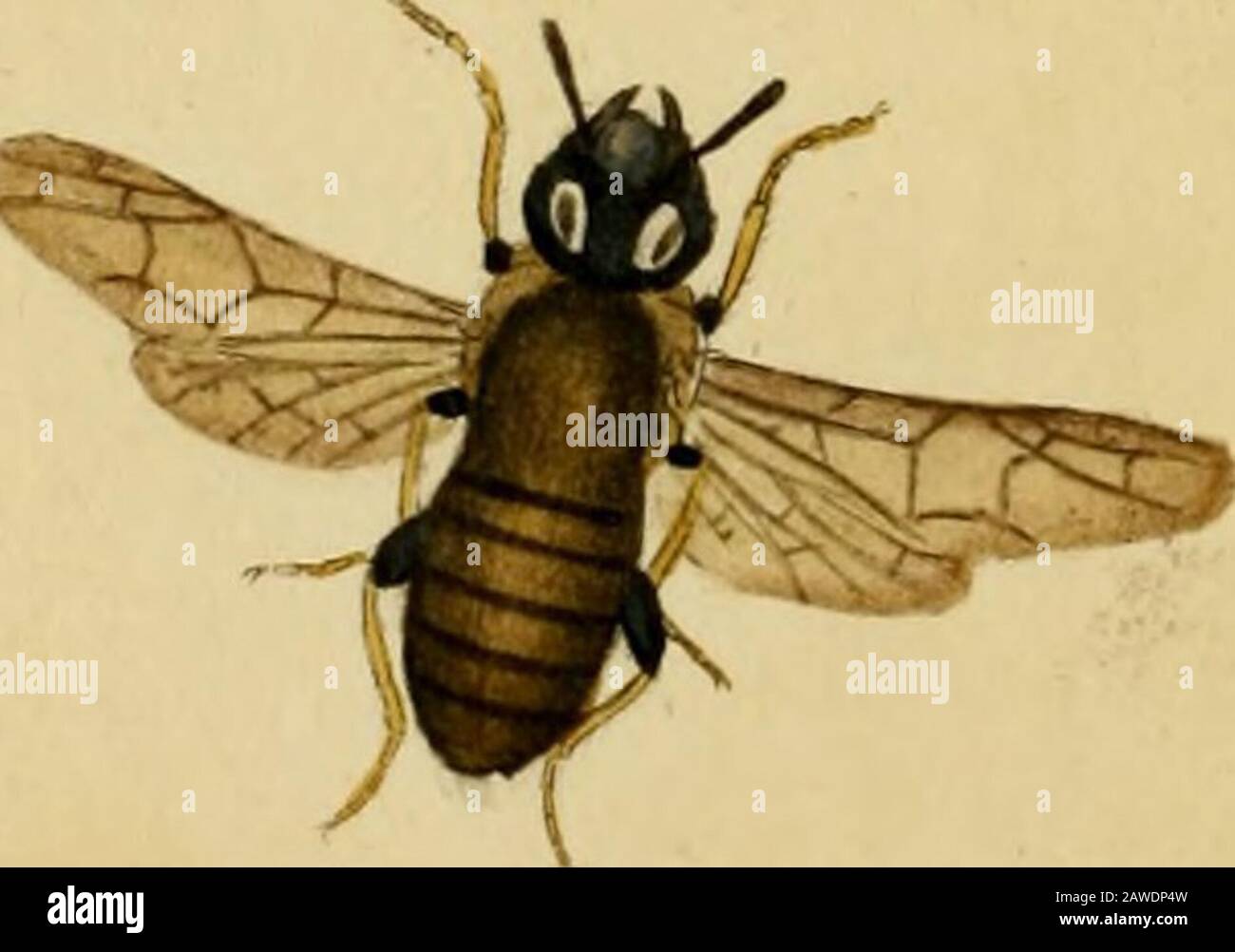 Die Naturgeschichte britischer Insekten: Sie erklären sie in ihren verschiedenen Staaten, mit den Phasen ihrer Transformationen, ihrer Nahrung, ihrer Wirtschaft und &ctogether mit der Geschichte von so winzigen Insekten, wie sie vom Mikroskop untersucht werden müssen: Das ganze, das durch farbige Figuren illustriert wird, die von lebenden Exemplaren entworfen und ausgeführt werden. C 41 ] PLAT E LXXXVIIL ABB. I. APIS TERRESTRIS. HumbleBee. Hymenoptera. Flügel vier, im Allgemeinen häutig. Schwanz der Weibchen armedmit einer Iierung. Generisches ZEICHEN, Jaws, mit einem nach unten gebogenen Stamm. Antennen in der Umfalle verbeugt; Firngelenk lang. Flügel einfach. Körper Stockfoto