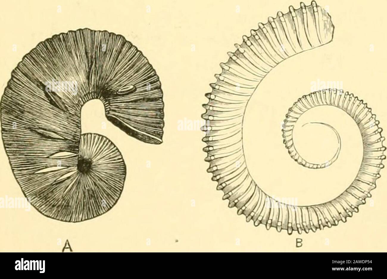 Die Cambridge Naturgeschichte . B Abb. 259.-A, Turrilites catenulatus dOrb,Gault; B, Macroscaphiten Iranil dOrb,Upper Neocomiaii. (Aus Zittel.). Vereint und nicht cou- Vriocerus hifurcatam Qiieust., Kreidezeit. (Von Zittel.) abgetreten. Turrilite (Abb. 259, A) ist turmartig und sinistral, während Baculiten ziemlich gerade sind, mit einer langen Körperkammer. CHAPTEE, Klasse XIV, GASTEROPODA AMPIIINEURA UND PROSOBRANCHIATA, Ordnung I. Amphineura Bilateral symmetrische Molluska, Auus am terminalen Ende des Körpers, dorsales Tegument mehr oder weniger mit Spikeln ausgestattet. Unterbeorder 1. Polyplacophora (Chitons).-Foot Co- Stockfoto