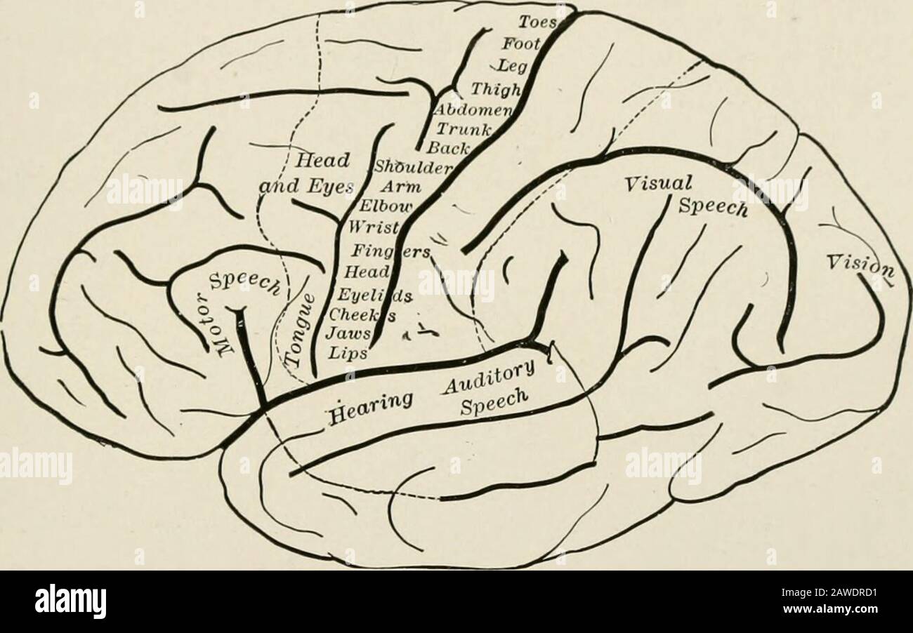 Die Anatomie des Nervensystems aus Sicht der Entwicklung und Funktion d der extrapyramidalen motorischen Bahn (siehe S. 324). Bei diesen Krankheiten werden die Voluntarybewegungen durch Zittern, Starrheit und Athetose behindert. Und bei allen Probabilitydiese Störungen entstehen, weil das pyramidale System der Zusammenarbeit eines der untergeordneten Partner im motorischen Mähdrescher beraubt ist.316 EFFERENTE WEGE UND REFLEXBÖGEN 317 Selbst nachdem die Gehirnkontrolle im Hund durch Entzerebration vollständig beseitigt wurde, bleiben viele Reflexfunktionen bestehen. Die die nicht geführte Aktivitätder unteren Elemente in TH darstellen Stockfoto