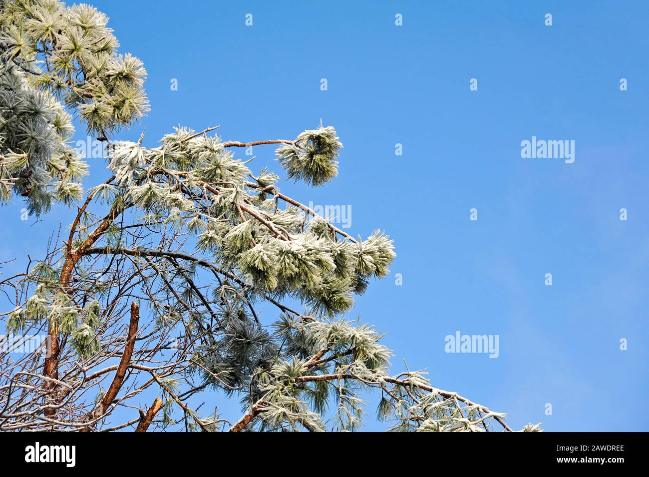 Top of Ice Covered Pine Trees in Winter Storm Stockfoto