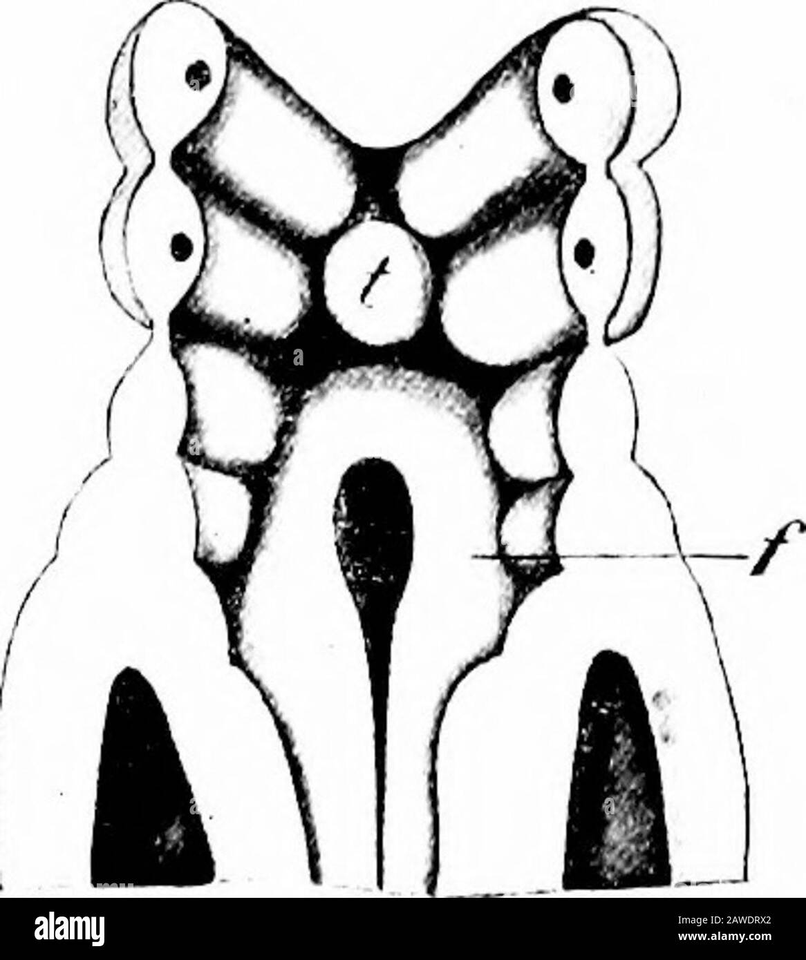 Die Entwicklung des menschlichen Körpers; ein Handbuch der menschlichen Embryologie . die zweite verschwindet in ihrem oberen Teil, die untere bleibt als die Nut von Rosenmiller und thefossa, in der die Mandel vor Ort ist; Während die restlichen zwei verschwinden und Spuren der Theurexistenz in abgesetzten Portionseihres Epithels hinterlassen, die die Branchialepithelkörper formt, darunter die Thyreoid- und Thymusdrüsen. Im Boden des Pharynxhinter den Verdickungen, die die Zunge hervorbringen, findet man in frühen Stadien ein Paar Verdickungen, die horizontal nach hinten und vor so angeordnet sind Stockfoto