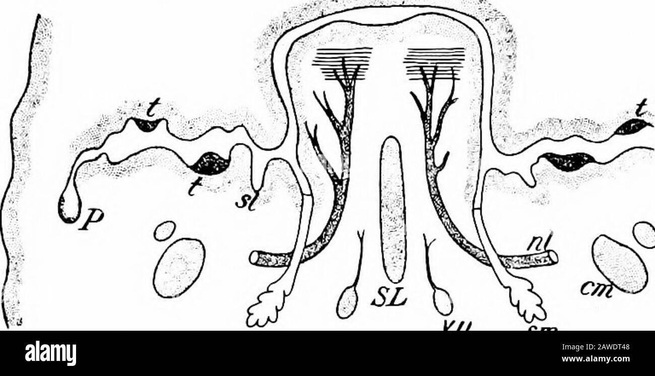Die Entwicklung des menschlichen Körpers; ein Handbuch der menschlichen Embryologie . s, das durch die Querlinien angezeigt wird; das des neunten durch die schrägen Linien; und das des zehnten durch die kleinen Kreise.-(Zander.) Siebtel. Es scheint jedoch eine Dislokationvorwärts gegeben zu haben, wenn es so exprimiert werden kann, der Schleimhaut, der sensorischen Verteilung des neunten Nervs, der sich nach vorne über den hinteren Teil der vorderen Zunge, DIE SPEICHELDRÜSEN erstreckt. 309 während ein beträchtlicher Teil des hinteren Teils vom zehnten Nerv verdrängt wird. Die Verteilung der Sinnesfasern des Gesichts i. Stockfoto