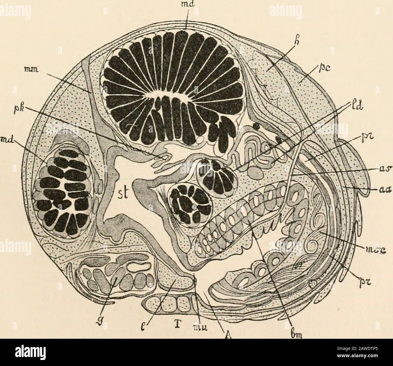 Textbuch der vergleichenden Anatomie . ABB. 270.- Stufe J. Sektion nicht ganz median. Beschriftung wie bisher. Außerdem: CT, Kopffüßer-Thorakalschild; ms, Mesoderm-Segmente; tgi, 1. Thorakalganglion (1. Maxillipede); mg, inandibular Ganglion. Mm. LfUJ-£ Dm Abb. 2SO.-Reifer Embryo. Beschriftung wie bisher: me, Mund; Lm, ventraler Akkord; Weise, Muscu-Latur; aa, Arteria abdominalis; AS, Arteria sternalis; Id, Divertikel des Mitteldarms (Hepatopancreas) •li, Herz; pc, Perikardium; md, Verlängerungen des Mitteldarms; mm, Muskel der Mastikorieklappe, Magenpylpylpylpor. 406 VERGLEICHENDE ANATOMIE CHAP Stockfoto