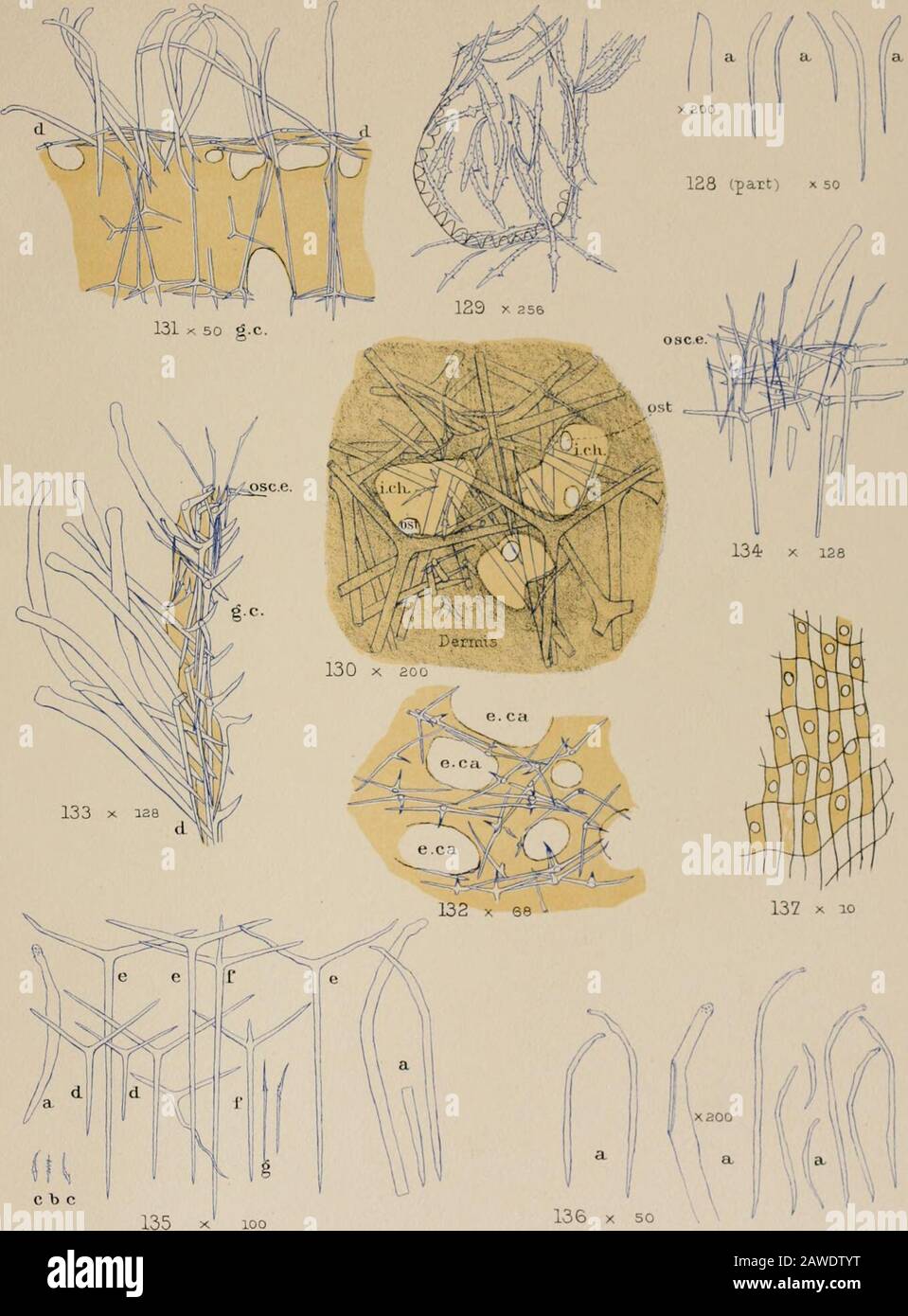 Naturgeschichte . 127 x 356 128 (Teil) x 100 Antarktis (Entdeckung) Exp Schwämme Pi 3/ Jenkin del. Highley LitK. C b c X 10O Antarktis (Discovery) Exp. Schwämme PI 38 Jenkir del. Hoch- INDEX. " Glazial ist, 31. ". Granili-nis, 32." ni ruft, 33. " Tabelle, 2. Antarktis US, Tenthrenodes, 12.Apopyles, Definition, 5. Histologie, 45.Ascelta coriarea, 6.., •/Iriiiiiiriliirlix, 0.lix, Streptoconus, 25. IIIi, 36. LIX, Leucandra, Hi.Chiactines, 3. " Histologie, 4.Iliitliriiiliii, 2, 6.iiiiiii/i/ii-ft/ii, Leucosolenia, (i. rnriiriii, Clulhriitii i Asrr//ii (i.rria/ni/iin, Mn/i//Hii/iiii. 41,1-nn-ifiTiis, Af Stockfoto