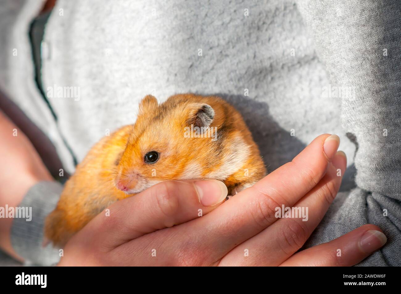 Syrischer Hamster (Mesocricetus auratus) Goldener Hamster, der auf der Hand einer Frau sitzt Stockfoto