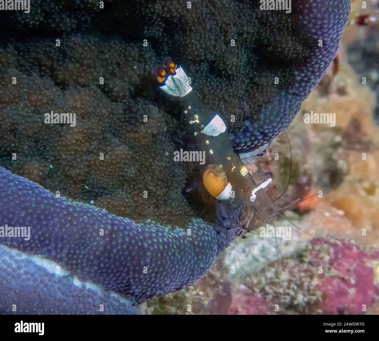 Pacific Clown Anemone Shrimp (Periclimenes brevicarpalis) Stockfoto