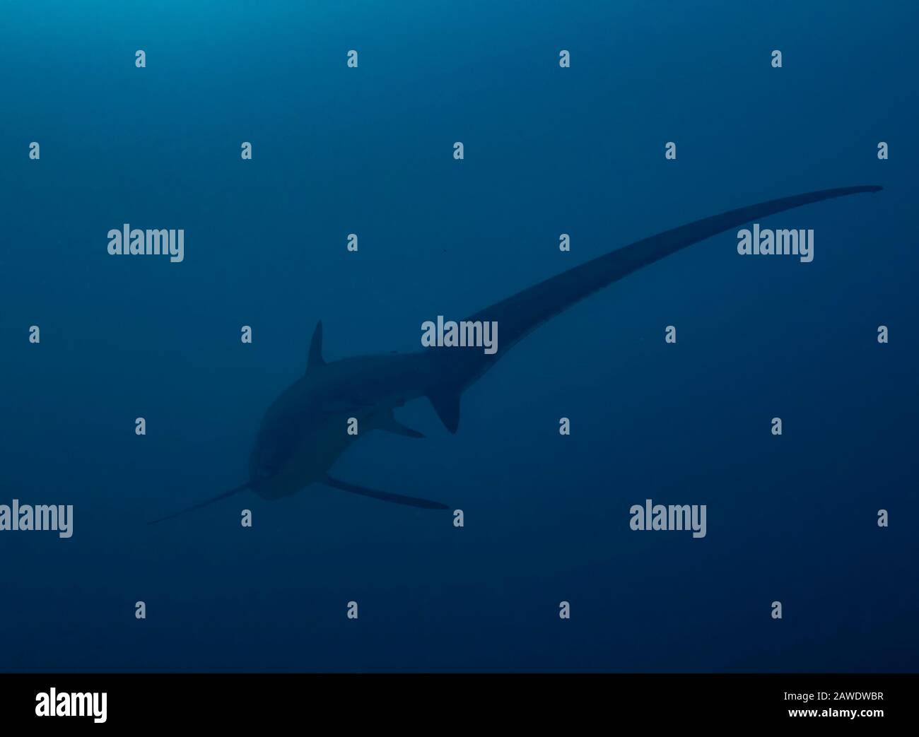 Pelagischer Thresher Shark (Alopias pelagikus) Stockfoto