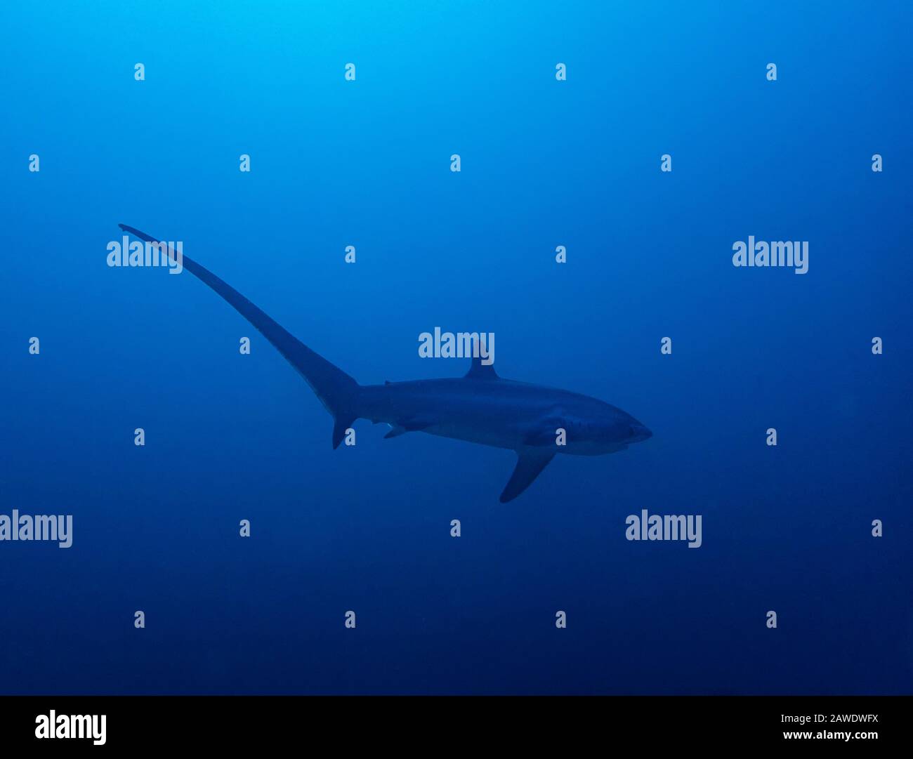 Pelagischer Thresher Shark (Alopias pelagikus) Stockfoto