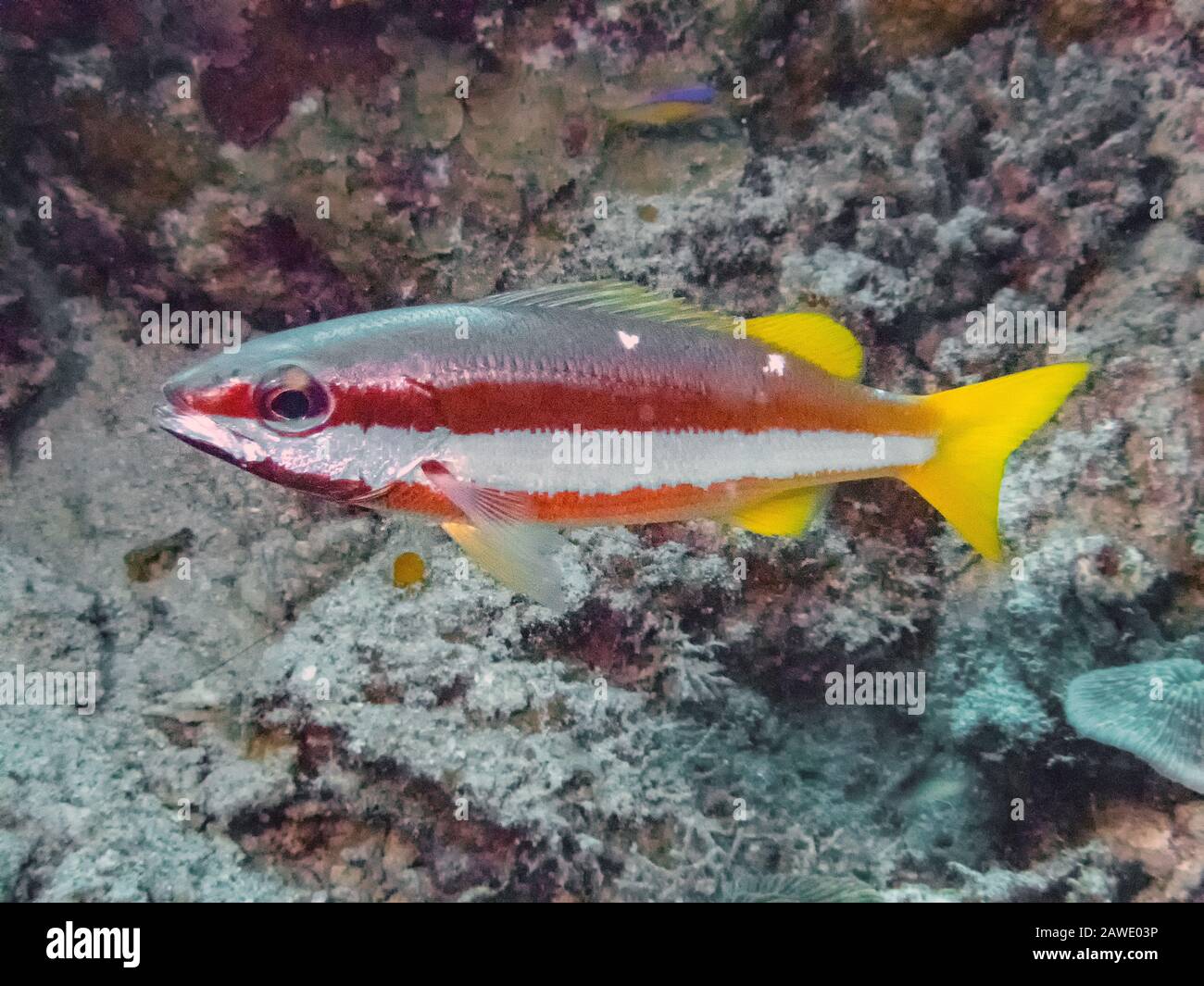 Zweifleckige Gebänderte Schnapper (Lutjanus biguttatus) Stockfoto