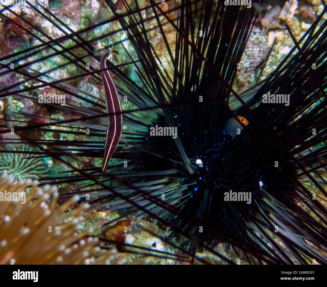 Ein Urchin-Clingfish (Diademichthys lineatus) Stockfoto