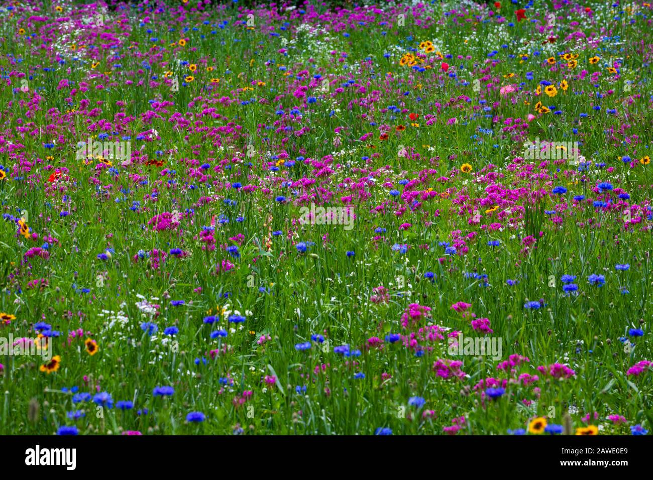 Feld der Wildblumen, Hintergrundbild, Quebec, Kanada Stockfoto