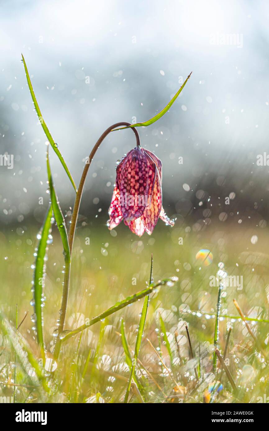 Gewöhnlicher Schlangenkopf-Fritillary (Fritillaria meleagris) in Nebel, Großsteinbach, Styria, Österreich Stockfoto