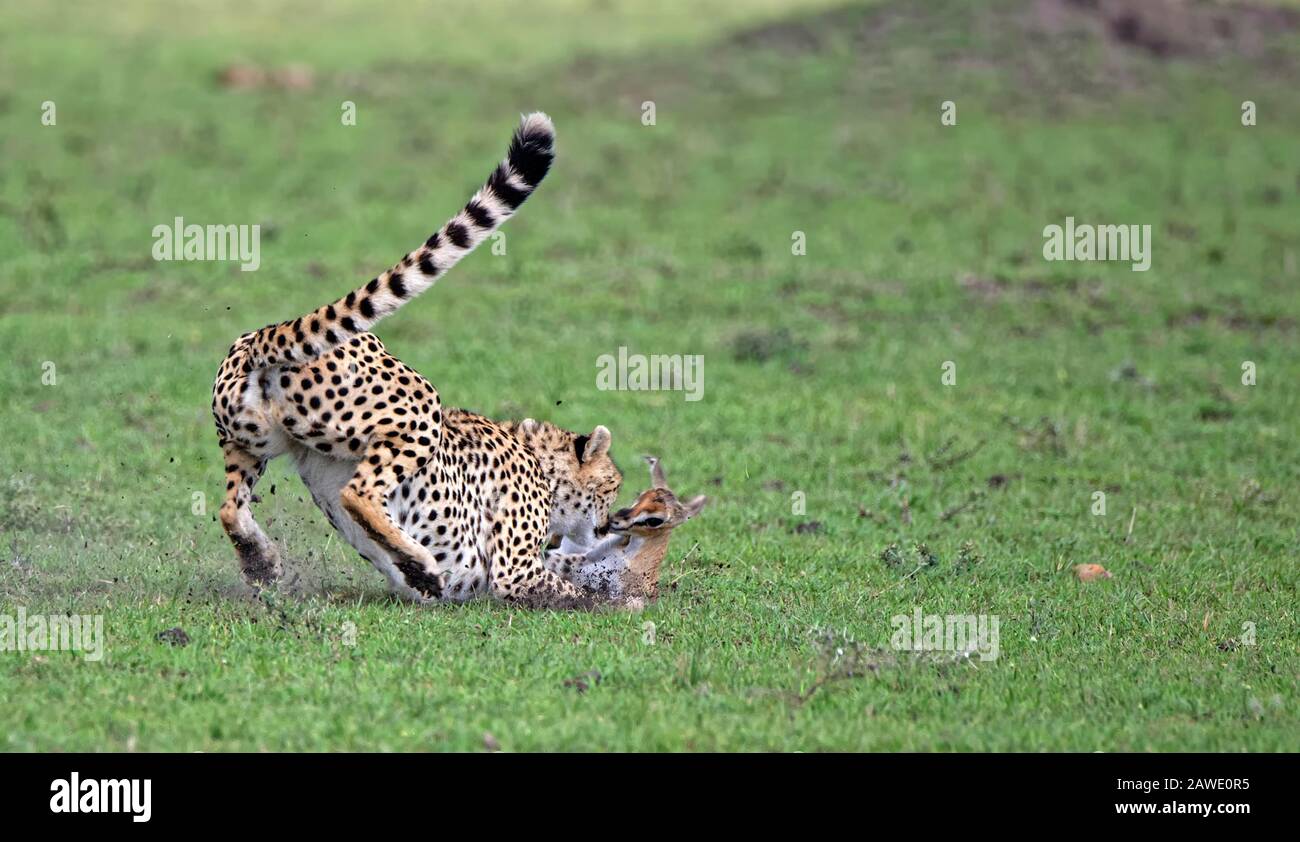 Weibliche Gepard (Acinonyx jubatus) jagt eine junge Thomson's Gazelle, Masai Mara National Reserve, Kenia Stockfoto