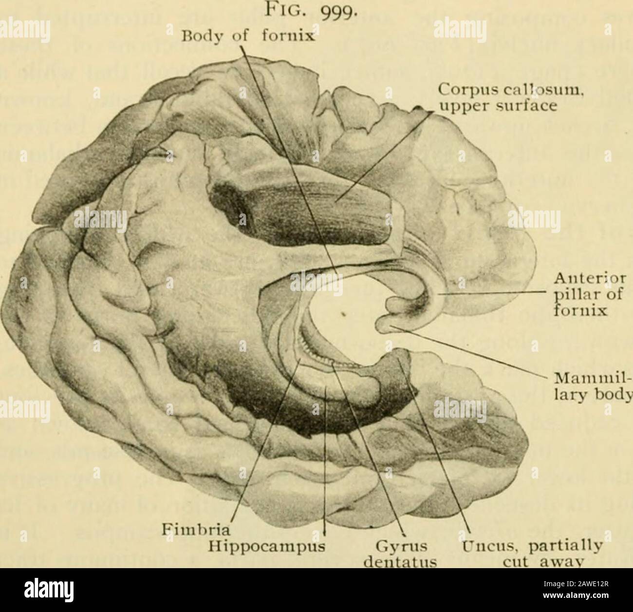 Die menschliche Anatomie, einschließlich Struktur und Entwicklung und praktische Überlegungen. Ihr Pol. Wie alle anderen wahren Einsteiger, mit einer empfindlichen Ejithelialschicht, Theependyma, die ebenfalls die Strukturen kleidet, die auf ihr Lumen, den Aschedatskern und den Thalamus eindringen, sowie die, die scheinbar freihängend darin hängen, wie der Plexus choroid und der Fornix. Es ist üblich, die Ventrikleen zu beschreiben, die aus vier Teilen bestehen, dem Körper und den vorderen, hinteren und untersten Hörnern. Das vordere Horn und der Körper sind praktisch eins und nur durch einen Arbiträr getrennt Stockfoto