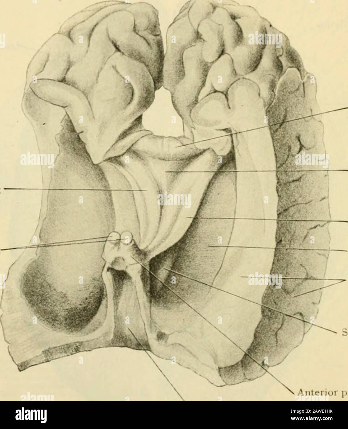 Menschliche Anatomie, einschließlich Struktur und Entwicklung und praktische Überlegungen. Die Pinzette posterior, die sich nach hinten in den occijMtal Lobe schweißt und in ihrem Verlauf ein gebogenes Ridgeon den Lore-Teil der Innenwand des Hinterhorns des lateralen Ventrikels erzeugt. Der Fornix.-Der Fornix ist eine bogenförmige Struktur, weiß in Farbe, und besteht größtenteils aus zwei sichzentischen Trakten von lonj^itudinal coursinri)iis fornicis ), deren Apex nach vorne gerichtet ist und in Twoslender dieri4ino-Halme, die vorderen Säulen und deren Seitenwinkel in den Th hineingezaucht sind Stockfoto