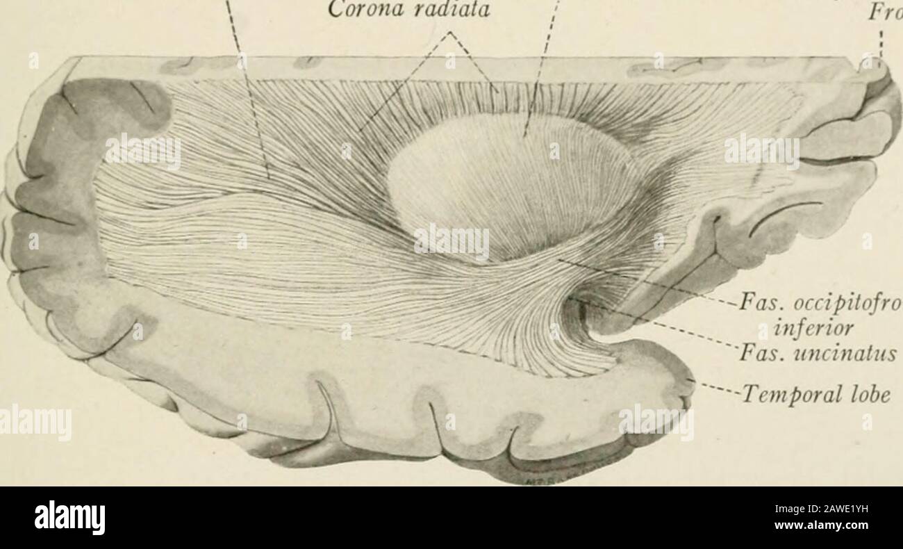Die Anatomie des Nervensystems, vom Standpunkt der Entwicklung und Funktion. -förmige Schlaufen unter CORTEX UND MEDULLAR? Zentrum VON Mil CEREBRAL BEMISPHER] intervenierend sulci, und werden entsprechend oft als annate fibei i226 bezeichnet). Andere vereinigen sich etwas stärker voneinander getrennte Gyri. Die Un-Lotionsfasern bilden Bündel von beachtlicher Größe, die tief in der medullären Mitte der Hemisphäre liegen und sich weit voneinander getrennt kortikal bilden-. I rure sind diese Fiveof, die leicht durch die Dissektion der menschlichen Großhirnhemisphäre angezeigt werden können, nämlich das uncinate, inferiore occipitopro Stockfoto