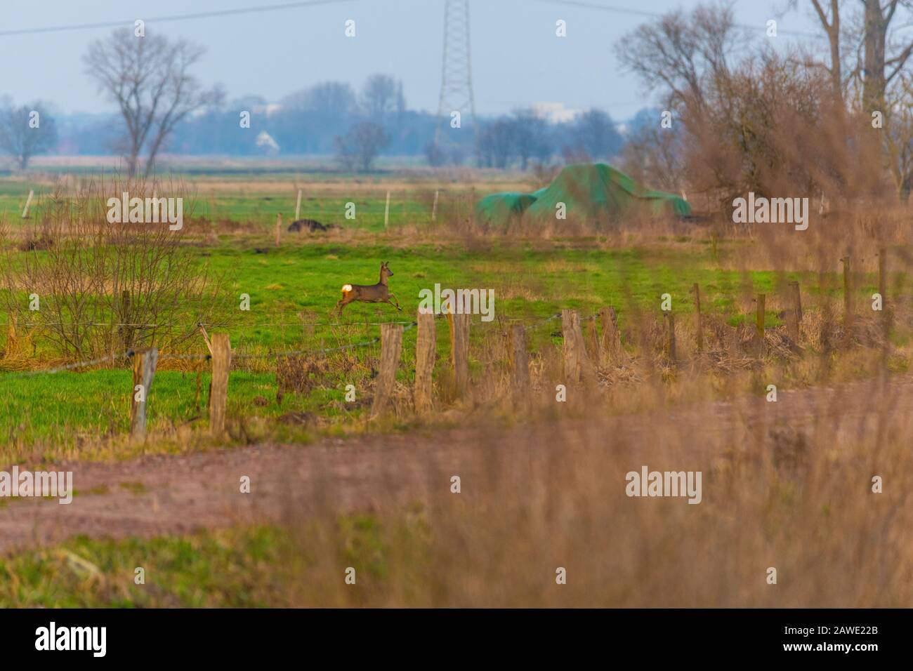 Einige Rehe laufen am Abend über ein Grünfeld Stockfoto