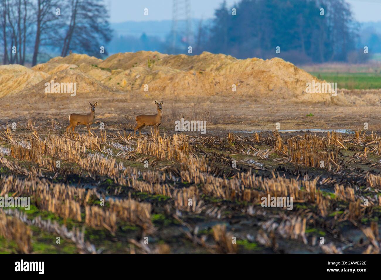 Einige Rehe laufen am Abend über ein gepflüpftes Maisfeld Stockfoto