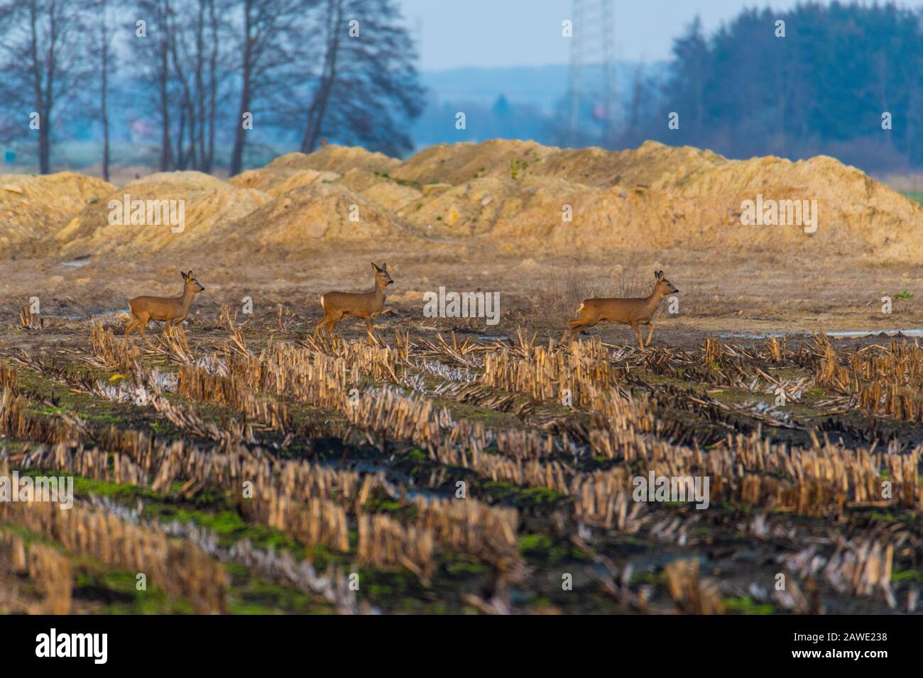 Einige Rehe laufen am Abend über ein gepflüpftes Maisfeld Stockfoto