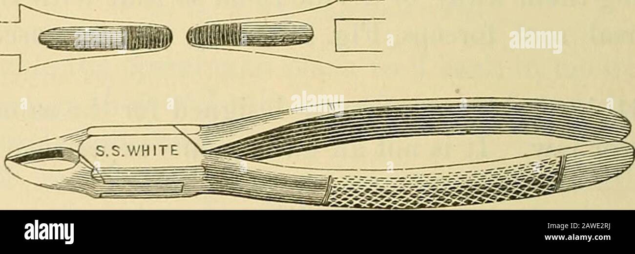 Handbuch der Zahnchirurgie und Pathologie . Nr. 67. Schneidpinzetten. Abb. 243 ist eine kleinere Größe von Inzisorpinzetten, die bei Lateralen oder sehr kleinen Zähnen zu verantworten ist. Wie bereits erwähnt, ist es Ein Fiff. 343.. Nr. 48. Laterale Schneidezähne. Ist oft wünschenswert, mehr als eine Größe zu haben, da die Schneidezähne var}-so sehr, dass man sich nicht auf ein Paar Pinzetten verlassen kann, um alle Fälle mit einer Genauigkeit zu montieren, die für ihre Entfernung ohne Akzdent oder Bruch ausreichend ist. Fiff. 344. Stockfoto