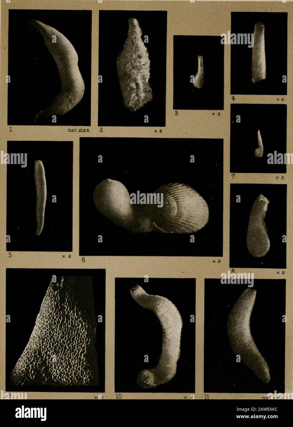 Naturgeschichte . c. Oscularkragen. OSC. E. " Kante z. B. C. Die Höhle der Gaster. .7-8. 9. 10-11.12-13.14-1 5.16-27.L * -32.33-34. 35- 4 (.".41-43. Dermafreton hmlgsoni. FftreptoconusAchramorpha grandinis.Dermatreton chartaceum.Leucandra frigida.Achramorpha nivalis.Ten-threnodes seotti.Hypodictyon longstaffi.Leueosolenia Discovery!." Minchini. Te/IT/treknoten seotti. " (intnrcticus. Liiii-d/iilrn [Iriniigenia var. tor aphis. Leitrniii/rn frigiila.brumal ist. 44-53. 54-66. 57-58. 59-64. (55-74. 75-80. 81-97. 98-1 Oi. 103-104. 105-112. 113. 114. 115-119.120-124.125-130.131-136.137. Leucandra grlatinosa. Stockfoto