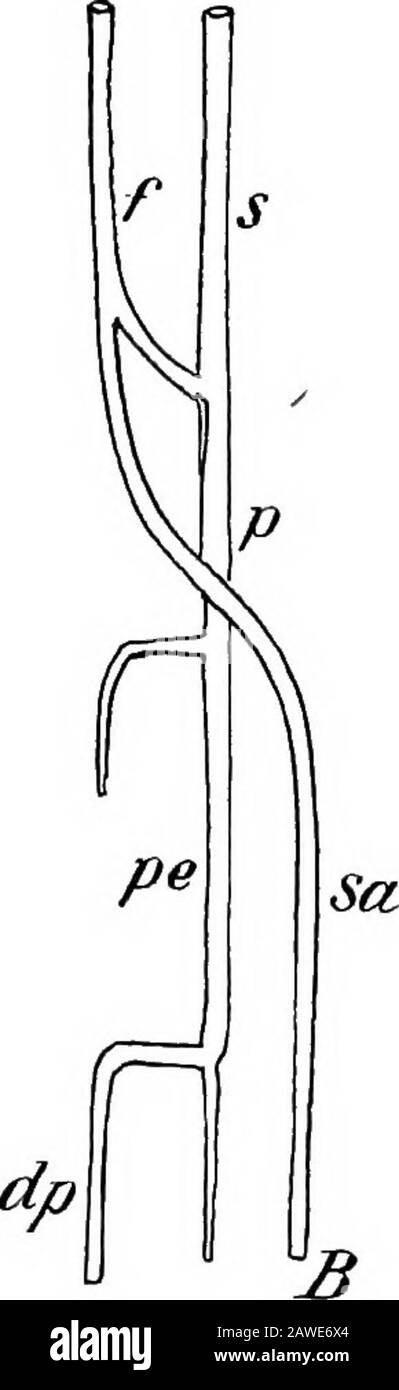 Die Entwicklung des menschlichen Körpers; ein Handbuch der menschlichen Embryologie bis zum Knöchel (Abb. 145, s). Am Knie nimmt es die Position der Pappeliteale des Ehebrummanatoms ein, und unterhalb des Knies gibt es einen Ast ab, der dem vorderen Tibial (AT) korreliert, der, für-ward zur Extensoroberfläche des Beins, schnell itselfin der Streckmuskulatur verliert. Die Hauptschlagader läuft an der interossären Membran weiter nach unten, und einige Dis-tance über dem Knöchel teilt sich in einen starken vorderen und einen schwächeren hinteren Ast; erstere perforiert den Mem-brane und wird an der Extensoroberfläche des Thels fortgesetzt Stockfoto