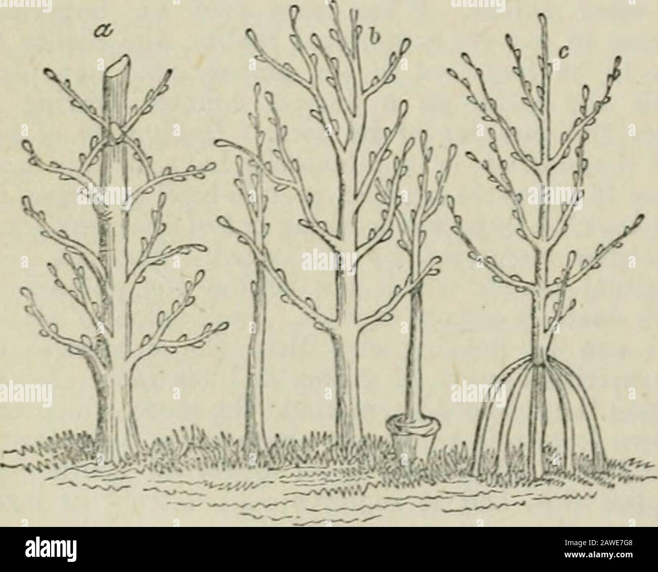 Chambers Encyclopedia Ein Worterbuch Des Universellen Wissens 50 Meilen Von 25 Ist Bemerkenswert Dafur Dass Sie