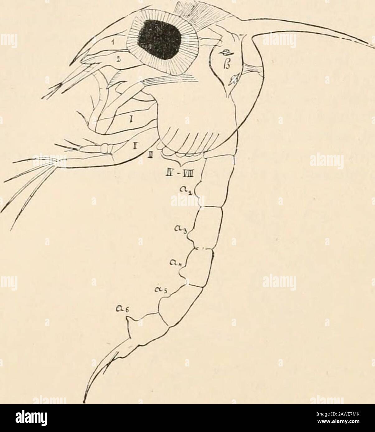 Textbuch der vergleichenden Anatomie . keine Anhänge.In der späteren Zoaea stagesdas 3D-Paar Maxillipedeserscheint, entstehen die 5 Ambulatoryfüße als uniramose Gliedmaßen (ohne Exopoditen), und die Pleopoda beginnen sich zu bilden. ABB. 267.-Zosea von Maja, nach seiner Maut (nach Glaus), h, Herz. Das Zocea schwimmt hauptsächlich über die 2 anterioren Paare von Maxillipeden aus der Vogelperse, und auch über den Bauch, der im Gleichklang mit dem des Erwachsenen länglich und gut entwickelt ist. Das ältere Zocea wandelt sich in eine Megalopa-Larve um (Abb. 268). Diese Larve, aber für das stärker entwickelte Abdomen und die Falten Stockfoto
