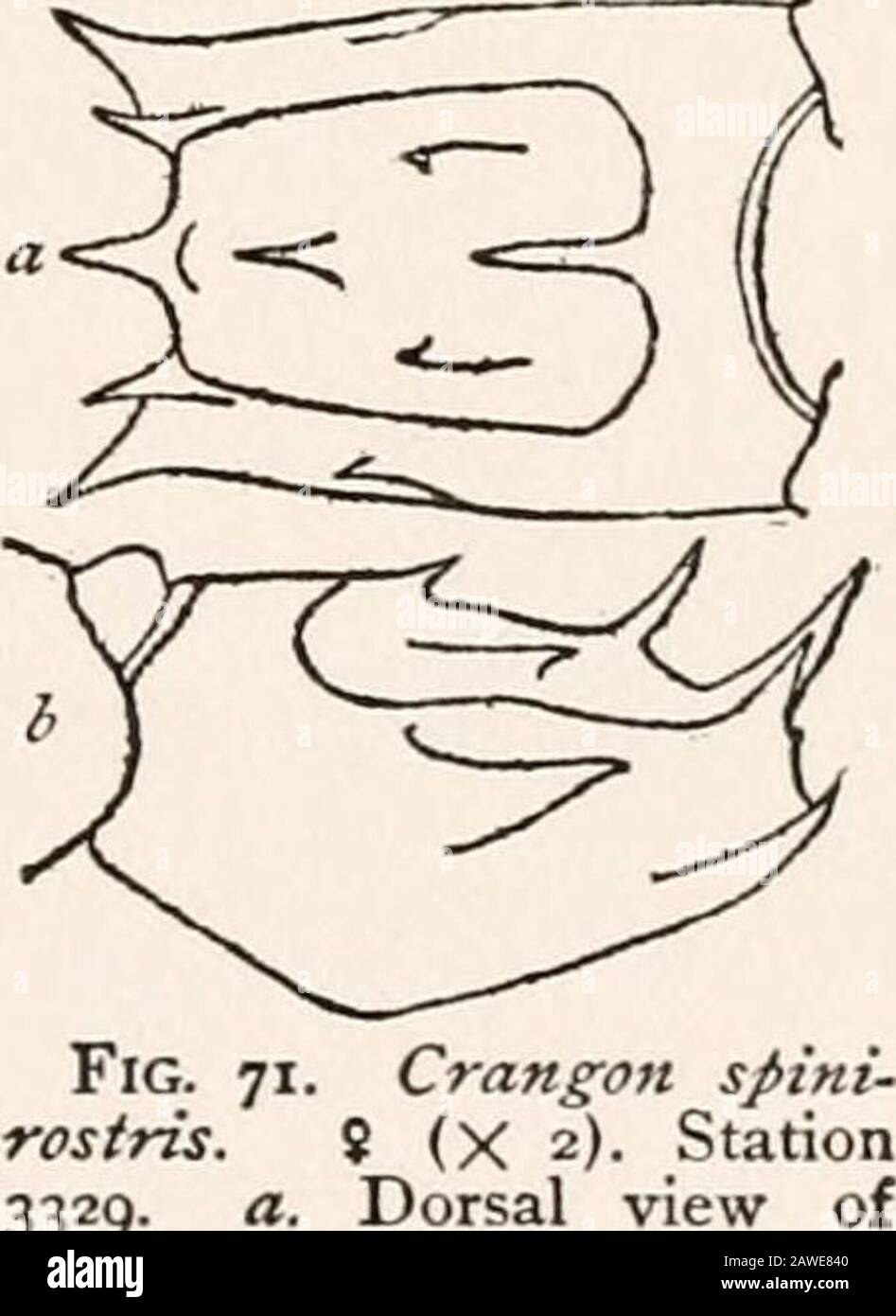 Harriman Alaska Serie . der postero-überlegene Winkel. Abmessungen - Buchse, Länge des Körpers 36 mm, von Carapace 10,5 mm Stecker, Länge des Körpers 34,6 mm, von Carapace 10 mm. Länge des Handloses in Flasche 5 mm, Breite 1,4 mm. Typlokalität, - Off Point Arena, Kalifornien, 51 Fathoms (Albatross Sta-tion 3351). Verteilung. - Abseits von Oregon und Kalifornien, 51-96 Fathoms:Off False Tillamook, Oregon, 62 Fathoms, Station 3090.Off Point Conception, Kalifornien, 96 Fathoms, Station 2906. Crangon Spinostris Rathbun. Crangon spinirostris RATHBUN, Proc. US Nat. Mus., xxiv, 891, 1902. Auch verbündet mit C. munita an Stockfoto