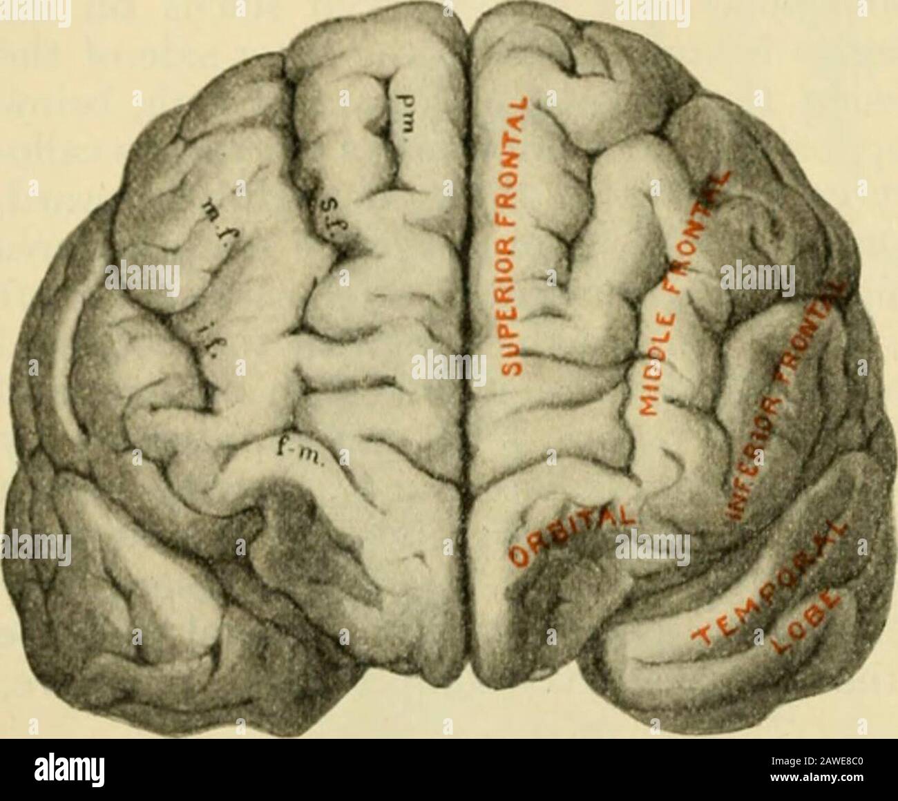 Anatomie des Menschen, einschließlich Struktur und Entwicklung und praktische Überlegungen. Vogelfissure, die zwischen ihm und dem Temporallappen interveniert. ()n die Mesialoberfläche der Frontallappen umfasst unregelmäßiges -), das durch den Kalloso-marji^inalen Sulcus markiert ist, das l(jnj:(er obere limbendinj^ hinter der Zentralfissur. Auf der unterlegenen Oberfläche der Hemisphäre umfasst thefrontale Lol)e den konkaven Orbitalbereich, der hinter dem transversellygerichteten Stamm der .SyKian Fissure begrenzt wird, der sie so von der Temporallobe trennt. Kachelprinzip:)al-Risse auf der dorso-lateralen Oberfläche des F. Stockfoto