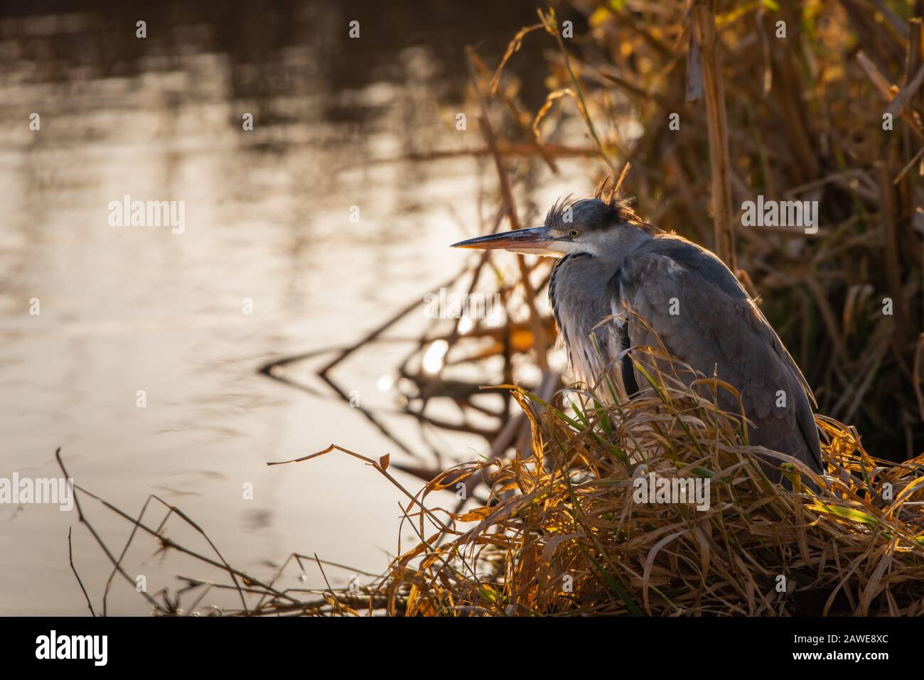 Ein gemein graues Heron (Ardea cinerea) ruht geduldig unter Schilfbedeckung. Stockfoto