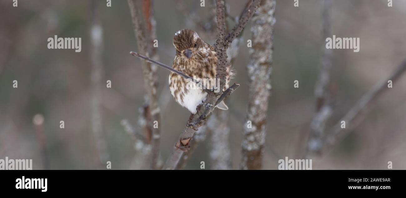 Eine niedliche neugierige Pine Siskin im Winterwald (Spinus Pinus) Stockfoto