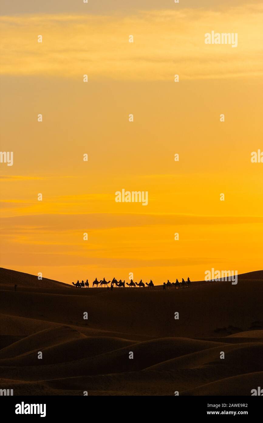 Kamele in der Wüste von marokko Stockfoto