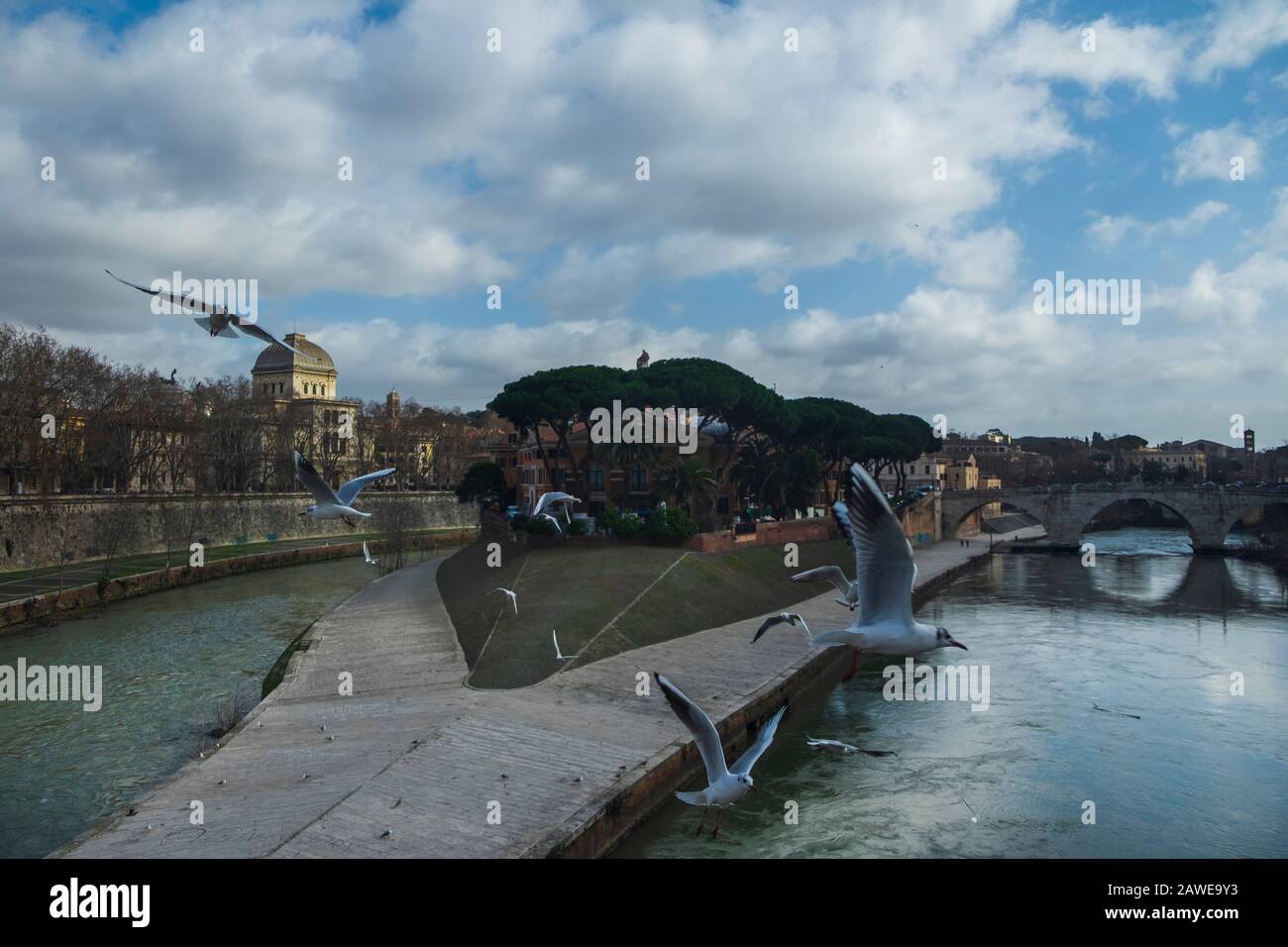 Möwen des Flusses Tiber. Isola Tiberina, Rom, Italien. Stockfoto