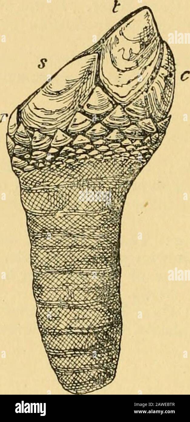 Geologische Zeitschrift . en der Aufenthaltsort der als "Pollices Icevissimios" von Zittel entstellten Valvesfigured konnte nicht ermittelt werden. Dr. E. Dacque informiert freundlicherweise, dass sie nicht in der Sammlung des Palasontologischen Museums München sind.DEKADE V.-VOL. IX.-NR. VIII 23 354 T. H. Withers-The Cirripede Brachylepas cretacea. Broken carinae und Rostra, mit mehreren Scuta und Terga, erhalten Fromthe Chalk von Eiigen von Frau Agnes Laur und erworben vom BritishMuseum (Naturgeschichte). Die Untersuchung dieses Materials lässt wenig Zweifel daran, dass eine einzige weit verbreitete, aber variable Form dargestellt wird. Stockfoto