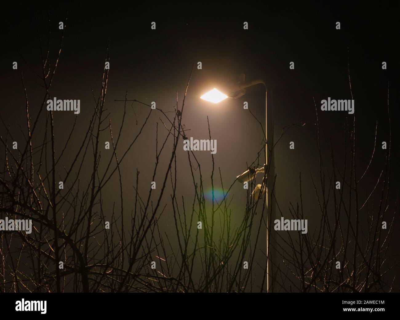 Laterne, die Bäume vor schwarzem Nachthimmel beleuchtet Stockfoto