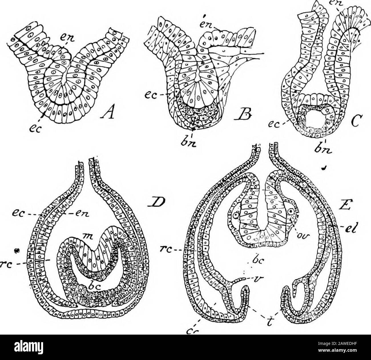 Eine Einführung in die Untersuchung der vergleichenden Anatomie der Tiere . Ry tentacle hasan Ocellus an seiner Basis, aber nur acht - nämlich die Adradiale - haben neben Ocelli Otocysten. Das Vorhandensein von Otocystson der Rand des Regenschirms ist charakteristisch für die Gruppe der Hydromedusse, die als Leptomedusce bekannt ist. In den dicht-alliedantomedusa sind Ocelli immer vorhanden, Otocysten nie. Abb. 51, C, ist eine schematische Darstellung eines medianlongitudinalen Abschnitts durch die medusa von Obelia. Es wird bestainkt, dass der Großteil des Regenschirms aus dem großen, verdickten Gelee oder Mesogloea besteht. Die ex-umbre Stockfoto