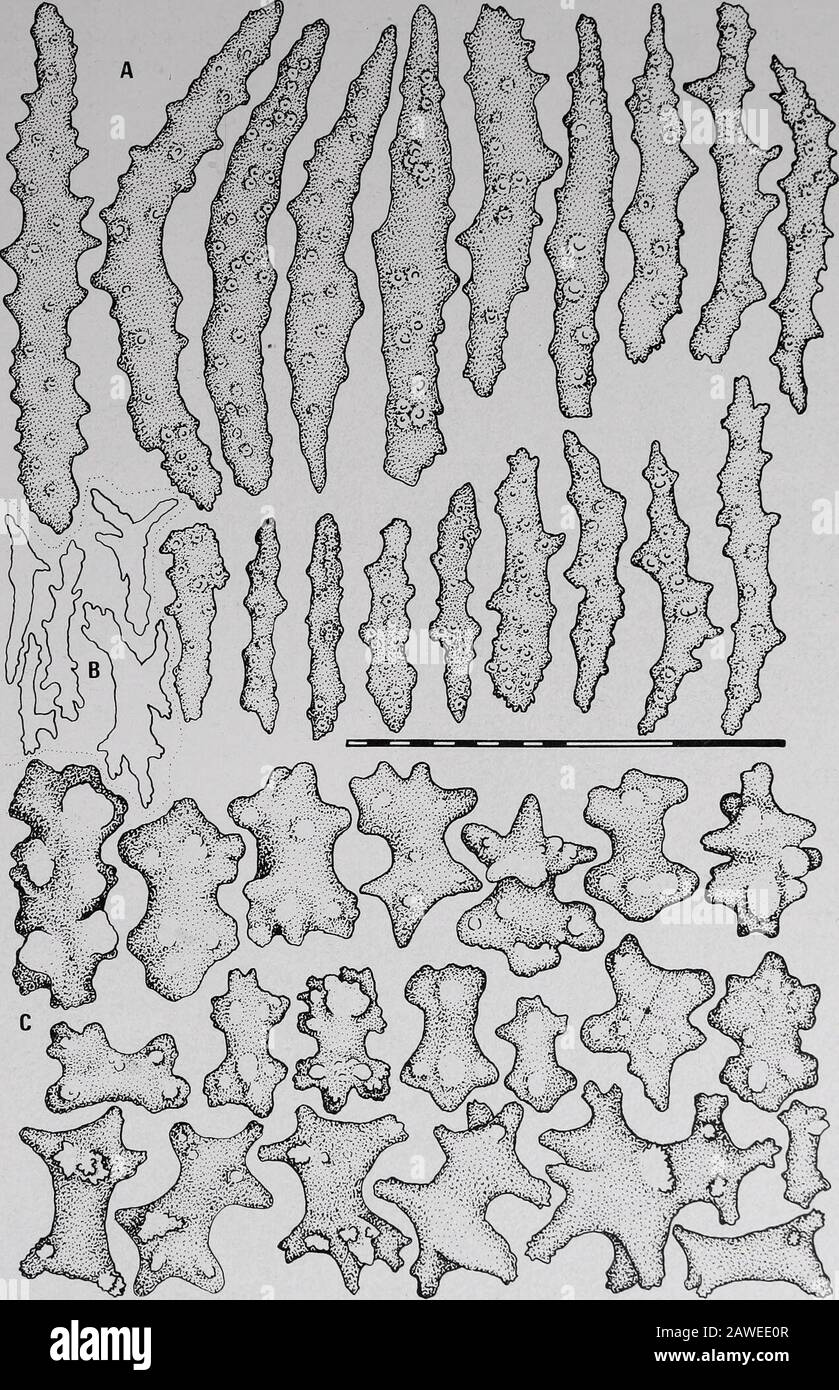 Die Annalen des südafrikanischen Museums "MuseumAnnale van die Suid-Afrikaanse Museum" . oder auch, um sie mit Sicherheit einer Gattung zuzuordnen. Ihm zufolge ist die äußere Polypenwand glatt und weich, ohne Rillen oder Rippen. Die Zylinderricalpolypen sind schwach dornige Spindeln 0,2 mm lang und damit konsistent mit denen der Gattung Clavularia (Clavulariiiden), aber ganz im Gegensatz zu den Skleriten der Familie Xeniiden. Die Koloniefarbe wird als vermilierot beschrieben. Studersmaterial steht derzeit nicht zur Untersuchung zur Verfügung. Zwei derzeit nicht bestimmte Arten von Anthelia wurden vor kurzem von Natal aus col-leziert: Ein schiefergrauer sp Stockfoto