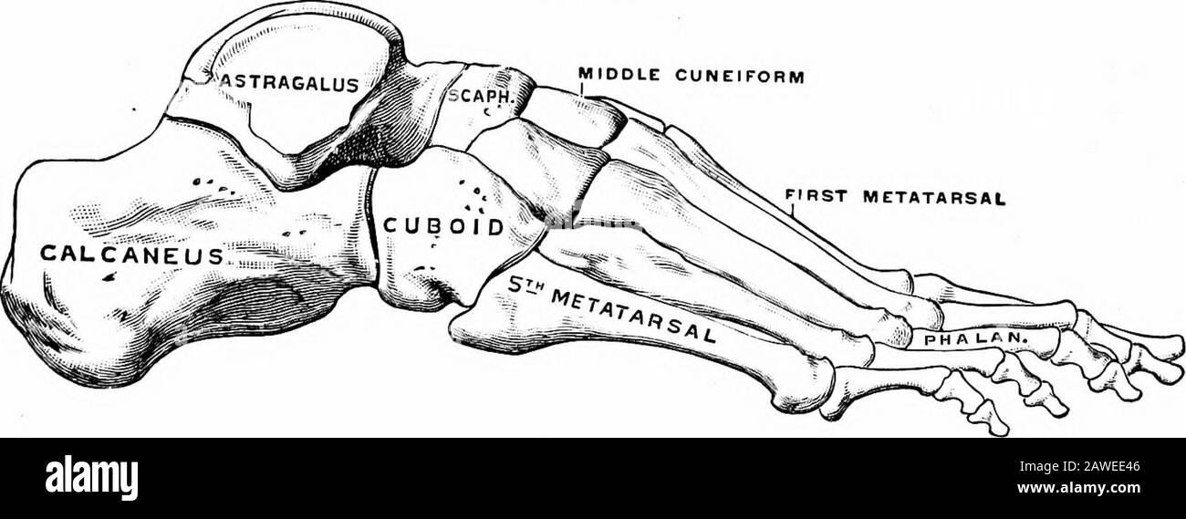 Angewandte Anatomie und Kinesiologie, der Mechanismus der muskulären Bewegung. Abb. 108 MITTELKEILFORM RST-METATARSAL. Abb. 109 Abb. 108 und 109.-Knochen des Fußes. (Grau.) durch Bänder und Muskeln vor der Ausbreitung bewahrt und bildet einen effi-zienten stoßdämpfenden Mechanismus, um den Krug zu verringern, der wuldotherweise zu gehen, zu laufen und zu springen führt. Die Knochenbereiche sind folgende: Sieben Tarsalknochen: Astragalus, Calcaneum, Scaphoid oder Navicu-lar, Quader und drei Keilformknochen, die von Within durchnummeriert sind; 1SS BEWEGUNGEN DES FUSSES Fünf Metatarsalknochen, von innen durchnummeriert, und Fourteen Phalanges, thre Stockfoto