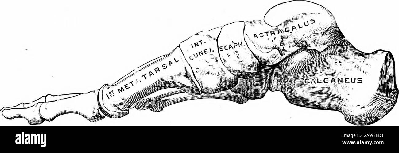 Angewandte Anatomie und Kinesiologie, der Mechanismus der muskulären Bewegung . anderen Haufen auf ihn legen mehr likelyto seine Kniebänder strapaziert haben, wenn er seine Knie beugt oder sie gerade hält?Erklären. 9. Auf dem linken Fuß stehend, mit ausgestreckten Knien, rechten Fuß auf den Boden setzen, der linke Ferse, der rechte Bogen berührt die Ferse der linken und die Linien der Füße der Thetwo im rechten Winkel; Legen Sie dann den rechten Fuß vor die linke Zehe, den rechten Fußbogen der linken, rechten Zehe, der direkt nach links zeigt, die Linien der beiden Füße im rechten Winkel; der rechte Fuß zeigt jetzt genau in das gegenüberliegende di Stockfoto