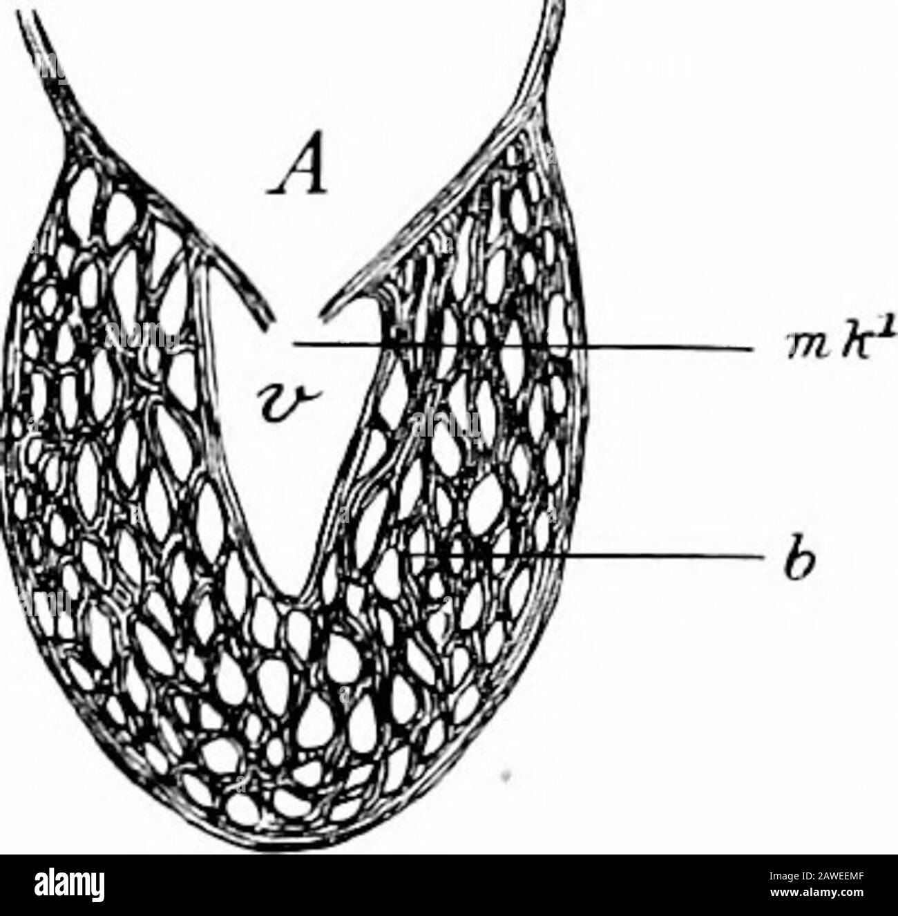 Entwicklung des menschlichen Körpers; Handbuch der menschlichen Embryologie . ges, die die Birne teilen; Eo und Eu, obere und untere Verdickungen der Ränder der auriculo-ventrikulären Öffnung; F.av.c, die ursprüngliche auriculo-ventrikuläre Öffnung; F.av.d und F.av.s, rechtsventrikuläre auriculo-ventrikuläre Öffnungen; Oi, ventrikuläre Septum, .communica; .iv; VD und Vs, rechte und linke Ventrikel.22 257 2^8 DIE ENTWICKLUNG DES MENSCHLICHEN KÖRPERS. Angeordnete muskuläre Trabekularis des Ventrikels sind angebracht, und Muskelgewebe tritt auch in den Klappen auf. Diese Bedingung ist jedoch vergänglich, das Muskel Stockfoto