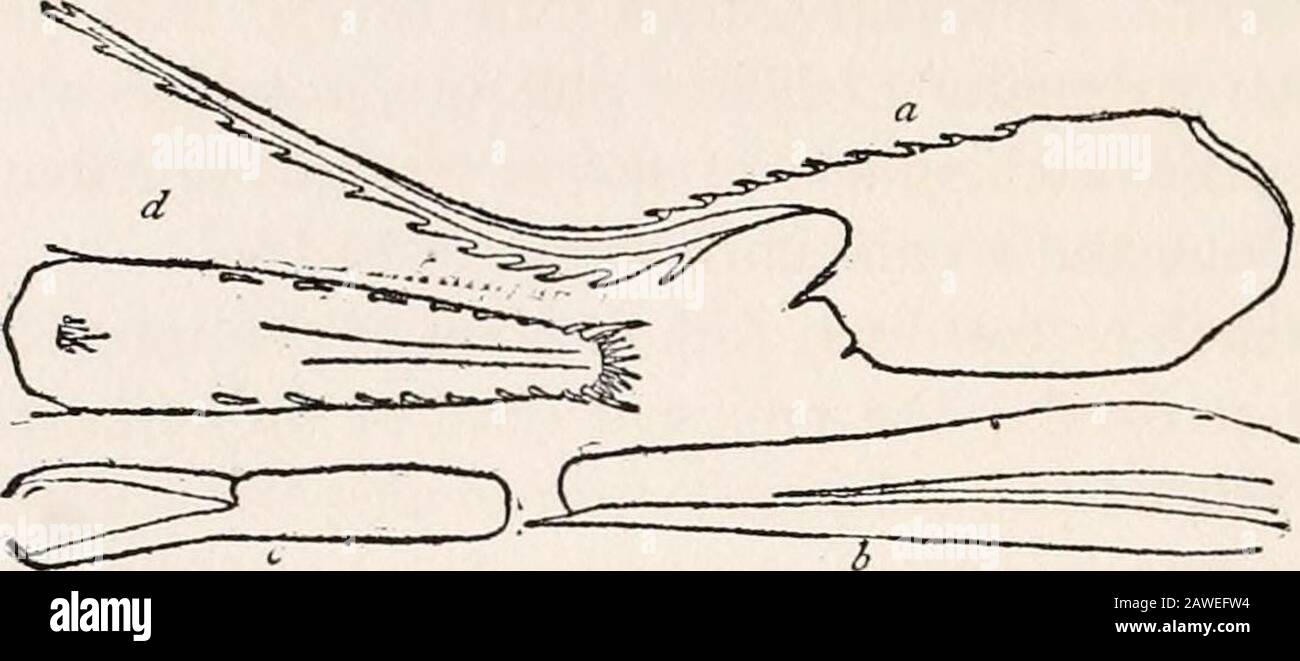 Harriman Alaska Serie . hat von P. ampla; die Pleura des zweiten Seg-ment sind schmaler als in P. ampla; das sechste Segment ist kürzer, doppelt so lang wie breit. Für den Rest, wie in P. ampla. Abmessungen - Erwachsene Weibchen, Länge 132 mm, Länge Carapace und Rostrum 61,5 mm, Rostrum 33 mm. Verteilung. - Über hundert Exemplare wurden vom Alba-Tross in der Station 3480, abseits von Seguam, Aleuten, 283 Fathoms (Typelokalität) entnommen. Nördlich von Rat-Inseln, Aleuten, 270 Fathoms, Station 3785. Affinitäten.-neben ihrer Ähnlichkeit mit P. ampla ist diese Art ähnlich wie P. lamelligera (Bra Stockfoto