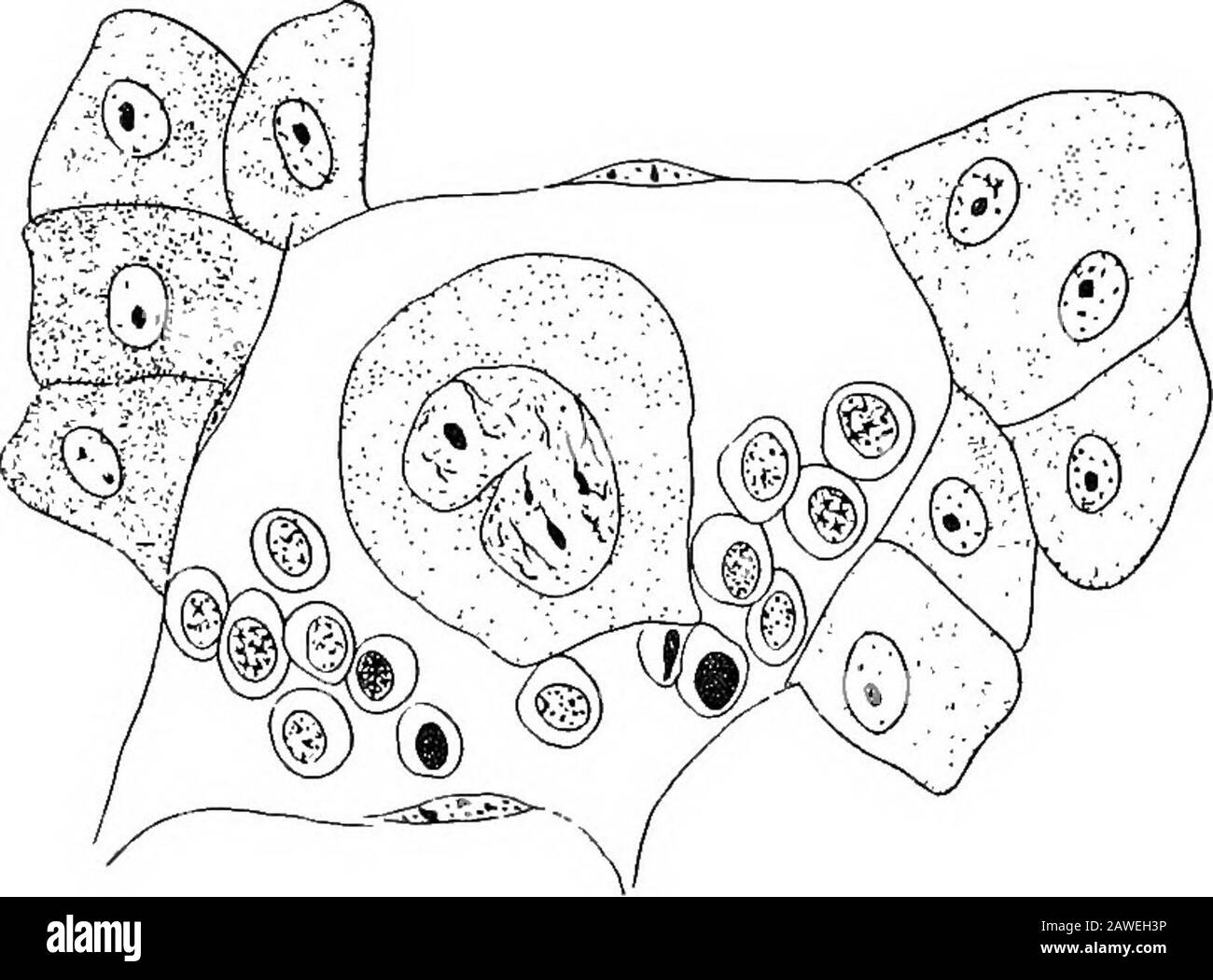 Die Entwicklung des menschlichen Körpers; ein Handbuch der menschlichen Embryologie . verschiedene Arten von Zellen stehen in genetischem Verhältnis zueinander, die polymorponuclearen und polynuklearen Formen, die vielleicht den COM-mekement der Degeneration und das Zerlegen der Elemente darstellen. In den emetalen hämatopoetischen Organen und in der knochen-mär-Reihe der erwachsenen großen, sogenannten Riesenzellen, die zwar nicht in den allgemeinen Kreislauf gelangen, jedoch mit der Entwicklung der Blut-Kor-Puskeln in Verbindung gebracht werden. Diese Riesenzellen, wie sie im Blut des Knochens vorkommen. 247 Mark sind von zwei Arten, die scheinen Stockfoto