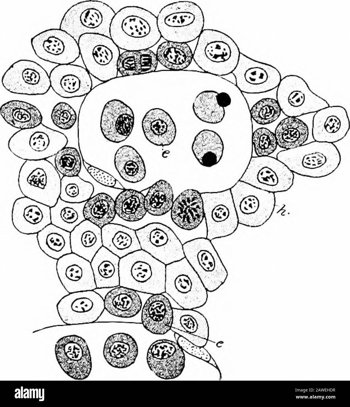 Die Entwicklung des menschlichen Körpers, ein Handbuch der menschlichen Embryologie, d. H. Es besteht die Notwendigkeit, neue Blutkörperchen zu bilden und Hämatopoietikorgane in allen Lebensstadien zu besitzen. Im Fötus können Erythrozyten, die sich in der Spaltung befinden, im allgemeinen Kreislauf und sogar im Hörself gefunden werden. Aber sie sind viel mehr an Orten vorhanden, wo der Blutdruck verringert wird, wie zum Beispiel in den Kapillaren der unteren Gliedmaßen und in den Kapillaren aller viszeralen Organe und der subkutanen Gewebe.Bestimmte Organe, wie die Leber, die Milz, andt Stockfoto