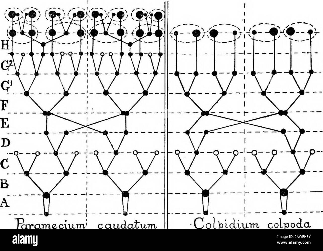 Eine Einführung in die Untersuchung der vergleichenden Anatomie der Tiere . icronukleus (der in diesem Stadium nicht sehr viel kleiner ist als die Makrokerne) teilt sich mitotisch, eines seiner Produkte, das in jedes der beiden Tochterkerne Paramecia eintritt. Eine zweite Division folgt wie bisher schnell der mitotischen Spaltung des Mikronukleus, während die Makronuklei wieder passiv die Produkte der Division verteilt. Das Endergebnis ist, dass jedes Ex-Gametehas vier normale Paramecia produziert hat, die jeweils einen Makrokern und einen einzigen Mikronukleus enthalten, die beide aus dem Atomkern abgeleitet sind. Diese Para Stockfoto