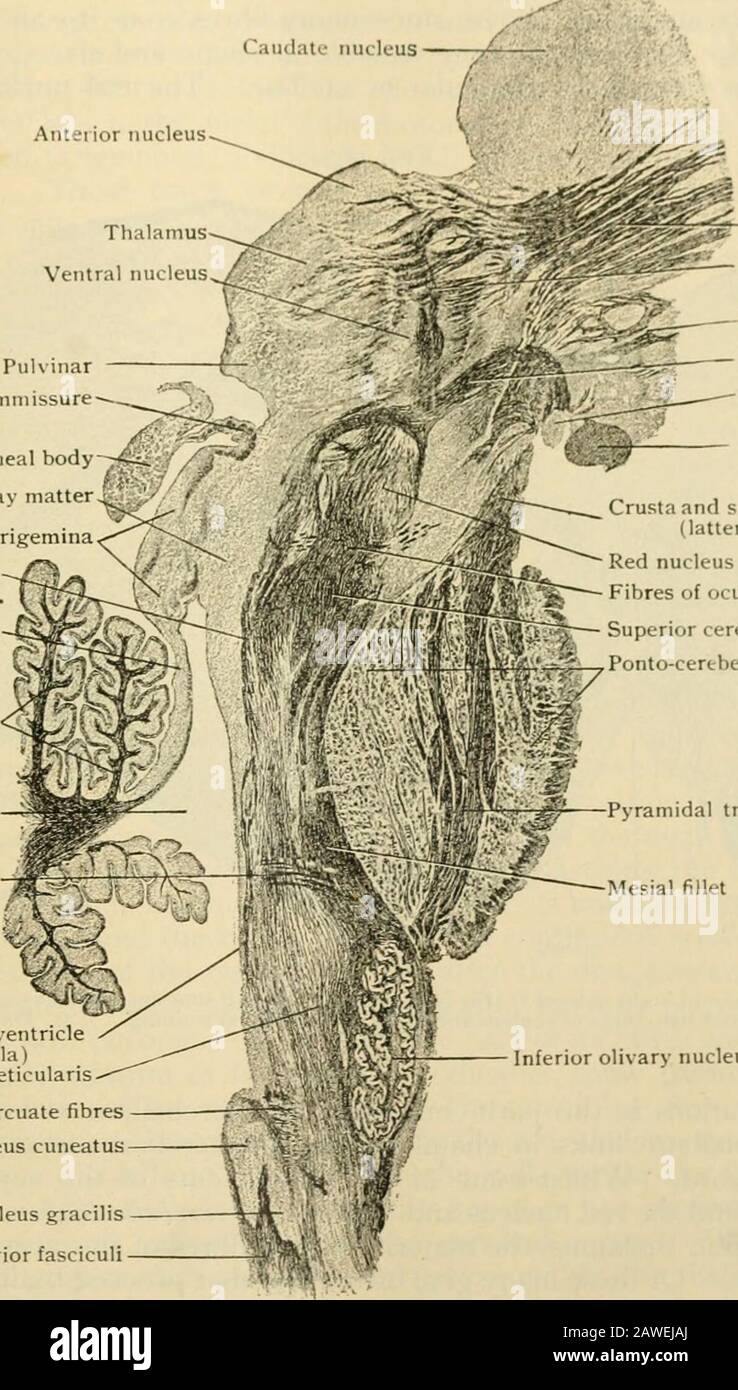 Menschliche Anatomie, einschließlich Struktur und Entwicklung und praktische Überlegungen . r als in den pons, passesnah an der ventralen Seite des Tlie-Kerns des Trochlear-Nervus. Der atteiuiierte Crescentic Tractof transverely Cut Fibers wiich liegt Alon^^ tlie lateral marj^in der zentralen ^ray substance, medialto der Kern des inferioren Colliculus, stellt die mesenzephalische Wurzel des Liie trijijeminal Nerv dar.In Abschnitten, die als slii genommen wurden:;htil unter dem Niveau des trochlearen Zellkerns, Unwiderj^uläre Bündel von obli<iuelycut Fasern markieren den dorsal gerichteten Verlauf des Viernervs, um sein Deku zu gewinnen Stockfoto