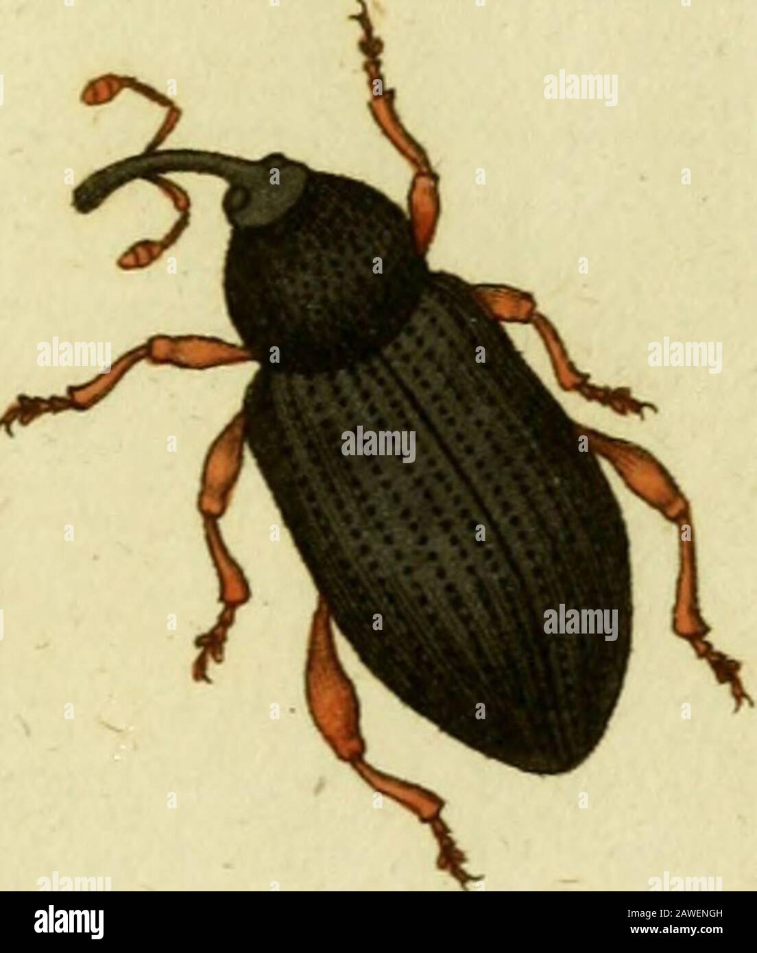 Simius Stockfotos Und Bilder Kaufen Alamy